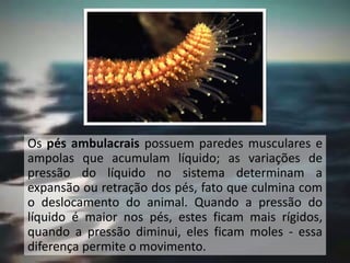 Os pés ambulacrais possuem paredes musculares e
ampolas que acumulam líquido; as variações de
pressão do líquido no sistema determinam a
expansão ou retração dos pés, fato que culmina com
o deslocamento do animal. Quando a pressão do
líquido é maior nos pés, estes ficam mais rígidos,
quando a pressão diminui, eles ficam moles - essa
diferença permite o movimento.
 