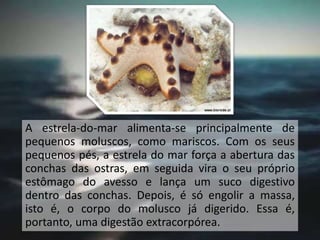 A estrela-do-mar alimenta-se principalmente de
pequenos moluscos, como mariscos. Com os seus
pequenos pés, a estrela do mar força a abertura das
conchas das ostras, em seguida vira o seu próprio
estômago do avesso e lança um suco digestivo
dentro das conchas. Depois, é só engolir a massa,
isto é, o corpo do molusco já digerido. Essa é,
portanto, uma digestão extracorpórea.
 