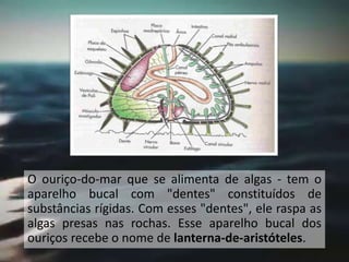 O ouriço-do-mar que se alimenta de algas - tem o
aparelho bucal com "dentes" constituídos de
substâncias rígidas. Com esses "dentes", ele raspa as
algas presas nas rochas. Esse aparelho bucal dos
ouriços recebe o nome de lanterna-de-aristóteles.
 
