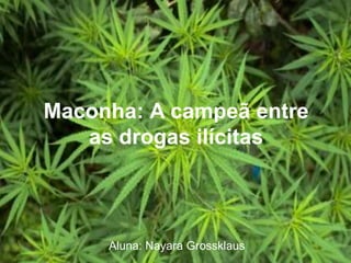 Maconha: A campeã entre
as drogas ilícitas
Aluna: Nayara Grossklaus
 