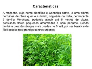 Características
A maconha, cujo nome científico é Cannabis sativa, é uma planta
herbácea de clima quente e úmido, originária da Índia, pertencente
à família Moraceae, podendo atingir até 5 metros de altura,
possuindo flores pequenas amareladas e sem perfume. Sendo
também uma das drogas mais usadas no Brasil, por ser barata e de
fácil acesso nos grandes centros urbanos.
 