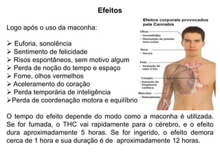 Efeitos
Logo após o uso da maconha:
 Euforia, sonolência
 Sentimento de felicidade
 Risos espontâneos, sem motivo algum
 Perda de noção do tempo e espaço
 Fome, olhos vermelhos
 Aceleramento do coração
 Perda temporária de inteligência
Perda de coordenação motora e equilíbrio
O tempo do efeito depende do modo como a maconha é utilizada.
Se for fumada, o THC vai rapidamente para o cérebro, e o efeito
dura aproximadamente 5 horas. Se for ingerido, o efeito demora
cerca de 1 hora e sua duração é de aproximadamente 12 horas.
 