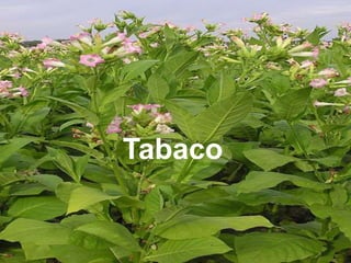 Tabaco
 