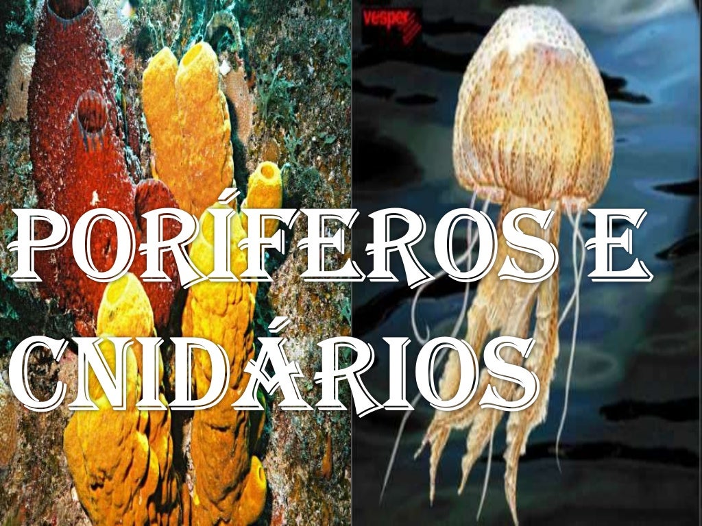 Poriferos E Cnidarios Resumo - FDPLEARN