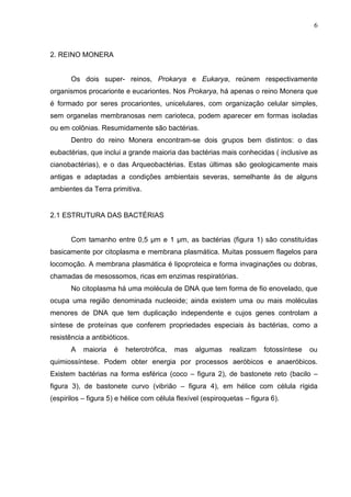 6

2. REINO MONERA

Os dois super- reinos, Prokarya e Eukarya, reúnem respectivamente
organismos procarionte e eucariontes. Nos Prokarya, há apenas o reino Monera que
é formado por seres procariontes, unicelulares, com organização celular simples,
sem organelas membranosas nem carioteca, podem aparecer em formas isoladas
ou em colônias. Resumidamente são bactérias.
Dentro do reino Monera encontram-se dois grupos bem distintos: o das
eubactérias, que inclui a grande maioria das bactérias mais conhecidas ( inclusive as
cianobactérias), e o das Arqueobactérias. Estas últimas são geologicamente mais
antigas e adaptadas a condições ambientais severas, semelhante às de alguns
ambientes da Terra primitiva.

2.1 ESTRUTURA DAS BACTÉRIAS

Com tamanho entre 0,5 µm e 1 µm, as bactérias (figura 1) são constituídas
basicamente por citoplasma e membrana plasmática. Muitas possuem flagelos para
locomoção. A membrana plasmática é lipoproteica e forma invaginações ou dobras,
chamadas de mesossomos, ricas em enzimas respiratórias.
No citoplasma há uma molécula de DNA que tem forma de fio enovelado, que
ocupa uma região denominada nucleoide; ainda existem uma ou mais moléculas
menores de DNA que tem duplicação independente e cujos genes controlam a
síntese de proteínas que conferem propriedades especiais às bactérias, como a
resistência a antibióticos.
A

maioria

é

heterotrófica,

mas

algumas

realizam

fotossíntese

ou

quimiossíntese. Podem obter energia por processos aeróbicos e anaeróbicos.
Existem bactérias na forma esférica (coco – figura 2), de bastonete reto (bacilo –
figura 3), de bastonete curvo (vibrião – figura 4), em hélice com célula rígida
(espirilos – figura 5) e hélice com célula flexível (espiroquetas – figura 6).

 