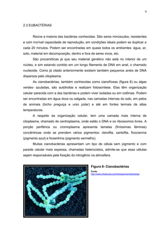 9

2.3 EUBACTÉRIAS

Reúne a maioria das bactérias conhecidas. São seres minúsculos, resistentes
e com incrível capacidade de reprodução, em condições ideais podem se duplicar a
cada 20 minutos. Podem ser encontradas em quase todos os ambientes: água, ar,
solo, material em decomposição, dentro e fora de seres vivos, etc.
São procarióticas já que seu material genético não está no interior de um
núcleo, e sim estando contido em um longo filamento de DNA em anel, o chamado
nucleoide. Como já citado anteriormente existem também pequenos anéis de DNA
dispersos pelo citoplasma.
As cianobactérias, também conhecidas como cianofíceas (figura 8) ou algas
verdes- azuladas, são autótrofas e realizam fotossíntese. Elas têm organização
celular parecida com a das bactérias e podem viver isoladas ou em colônias. Podem
ser encontradas em água doce ou salgada, nas camadas internas do solo, em pelos
de animais (bicho preguiça e urso polar) e até em fontes termais de altas
temperaturas.
A respeito da organização celular, tem uma camada mais interna de
citoplasma, chamado de centroplasma, onde estão o DNA e os ribossomos livres. A
porção

periférica

ou

cromoplasma

apresenta

lamelas

(finíssimas

lâminas)

concêntricas onde se prendem vários pigmentos: clorofila, xantofila, ficocianina
(pigmento azul) e ficoeritrina (pigmento vermelho).
Muitas cianobactérias apresentam um tipo de célula sem pigmento e com
parede celular mais espessa, chamadas heterocistos, admite-se que essa células
sejam responsáveis pela fixação do nitrogênio na atmosfera.

Figura 8- Cianobactérias
Fonte:
http://www.infoescola.com/biologia/cianobacterias/

 