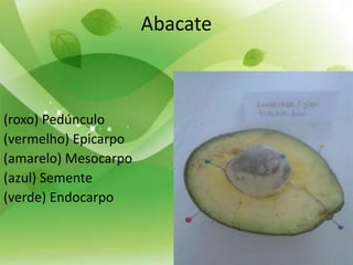 Morfologia das plantas angiospermas - acadêmico | PPTX