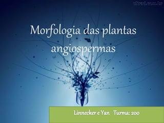 Morfologia das plantas
angiospermas
 