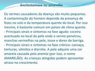 Ancilostomose ou amarelão

Os vermes causadores da doença são muito pequenos.
A contaminação do homem depende da presença de
fezes no solo e da temperatura quente do local. Por isso
mesmo, é bastante comum em países de clima quente.
- Principais sinais e sintomas na fase aguda: coceira
acentuada no local da pele onde o verme penetrou,
manchas vermelhas na pele, tosse e dores de barriga.
- Principais sinais e sintomas na fase crônica: cansaço,
tonturas, vômitos e diarréia. A pele adquire uma cor
amarela causada pela anemia (por isso, o nome
AMARELÃO). As crianças atingidas podem apresentar
atraso no crescimento.

 
