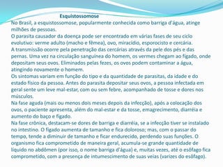 Esquistossomose
No Brasil, a esquistossomose, popularmente conhecida como barriga d'água, atinge
milhões de pessoas.
O parasita causador da doença pode ser encontrado em várias fases de seu ciclo
evolutivo: verme adulto (macho e fêmea), ovo, miracídio, esporocisto e cercária.
A transmissão ocorre pela penetração das cercárias através da pele dos pés e das
pernas. Uma vez na circulação sanguínea do homem, os vermes chegam ao fígado, onde
depositam seus ovos. Eliminados pelas fezes, os ovos podem contaminar a água,
atingindo novamente o homem.
Os sintomas variam em função do tipo e da quantidade de parasitas, da idade e do
estado físico da pessoa. Antes do parasita depositar seus ovos, a pessoa infectada em
geral sente um leve mal-estar, com ou sem febre, acompanhado de tosse e dores nos
músculos.
Na fase aguda (mais ou menos dois meses depois da infecção), após a colocação dos
ovos, o paciente apresenta, além do mal-estar e da tosse, emagrecimento, diarréia e
aumento do baço e fígado.
Na fase crônica, destacam-se dores de barriga e diarréia, se a infecção tiver se instalado
no intestino. O fígado aumenta de tamanho e fica doloroso; mas, com o passar do
tempo, tende a diminuir de tamanho e ficar endurecido, perdendo suas funções. O
organismo fica comprometido de maneira geral, acumula-se grande quantidade de
líquido no abdômen (por isso, o nome barriga d'água) e, muitas vezes, até o esôfago fica
comprometido, com a presença de intumescimento de suas veias (varizes do esôfago).

 