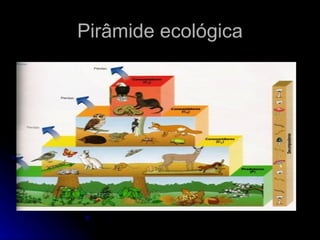Pirâmide ecológica 