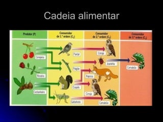 Cadeia alimentar 