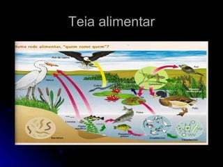 Teia alimentar 