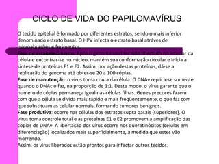 CICLO DE VIDA DO PAPILOMAVÍRUS O tecido epitelial é formado por diferentes estratos, sendo o mais inferior denominado estrato basal. O HPV infecta o estrato basal atráves de microabrasões e ferimentos. Fase de estabelecimento : Após o genoma viral ter sido libertado no interior da célula e encontrar-se no núcleo, mantém sua conformação circular e inicia a síntese de proteínas E1 e E2. Assim, por ação destas proteínas, dá-se a replicação do genoma até obter-se 20 a 100 cópias. Fase de manutenção : o vírus toma conta da célula. O DNAv replica-se somente quando o DNAc o faz, na proporção de 1:1. Deste modo, o vírus garante que o numero de cópias permaneça igual nas células filhas. Genes precoces fazem com que a célula se divida mais rápido e mais freqüentemente, o que faz com que substituam as celular normais, formando tumores benignos. Fase produtiva : ocorre nas células dos estratos supra basais (superiores). O vírus toma controle total e as proteínas E1 e E2 promovem a amplificação das copias de DNAv. A libertação dos vírus ocorre nos queratinócitos (células em diferenciação) localizados mais superficialmente, a medida que estes vão morrendo.  Assim, os vírus liberados estão prontos para infectar outros tecidos.  