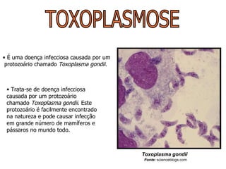 TOXOPLASMOSE É uma doença infecciosa causada por um protozoário chamado  Toxoplasma gondii .  Trata-se de doença infecciosa causada por um protozoário chamado  Toxoplasma gondii . Este protozoário é facilmente encontrado na natureza e pode causar infecção em grande número de mamíferos e pássaros no mundo todo.  Toxoplasma gondii Fonte:   scienceblogs.com  