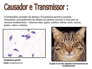 O protozoário causador da doença ( Toxoplasma gondii ) é parasita intracelular, principalmente de células do sistema nervoso e muscular de animais endotérmicos - inclusive cães, gatos, coelhos, lebres, aves, suínos, gados, ratos e cobaias.   Causador e Transmissor : Toxoplasma gondii O gato é um dos agentes transmissores da toxoplasmose Fonte:  brasilescola.com 