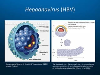 Hepadnavirus  (HBV) “ Estrutura geral do vírus da Hepatite B” [adaptado de © 2002 James A. Perkins]. “ Partículas esféricas e filamentosas” que o vírus possui e que se encontram no soro de um indivíduo infectado. Pormenor da localização da camada de Hbe. [Murray et. al., 2005]. 