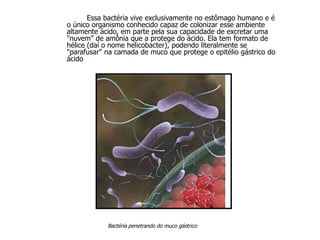 Essa bactéria vive exclusivamente no estômago humano e é o único organismo conhecido capaz de colonizar esse ambiente altamente ácido, em parte pela sua capacidade de excretar uma "nuvem" de amônia que a protege do ácido. Ela tem formato de hélice (daí o nome helicobacter), podendo literalmente se "parafusar" na camada de muco que protege o epitélio gástrico do ácido   Bactéria penetrando do muco gástrico 