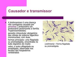 Causador e transmissor A leishmaniose é uma doença não contagiosa causada por  parasitas  ( protozoário um protozoário pertencente à família Trypanosomatidae) parasito intracelular obrigatório das células do sistema fagocítico mononuclear, com duas formas principais: uma flagelada ou promastigota, encontrada no tubo digestivo do inseto vetor, e outra aflagelada ou amastigota, observada nos tecidos dos hospedeiros vertebrados Leishmania  – Forma flagelada ou promastigota. 