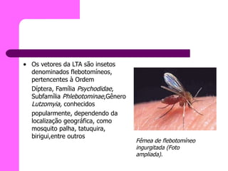 Os vetores da LTA são insetos denominados flebotomíneos, pertencentes à Ordem Díptera, Família  Psychodidae , Subfamília  Phlebotominae ,Gênero  Lutzomyia,  conhecidos popularmente, dependendo da localização geográfica, como mosquito palha, tatuquira, birigui,entre outros Fêmea de flebotomíneo ingurgitada (Foto ampliada). 