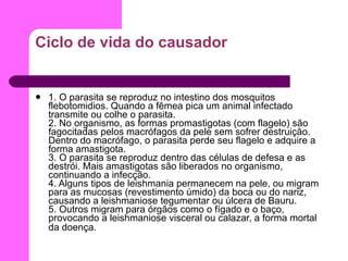Ciclo de vida do causador 1. O parasita se reproduz no intestino dos mosquitos flebotomidios. Quando a fêmea pica um animal infectado transmite ou colhe o parasita. 2. No organismo, as formas promastigotas (com flagelo) são fagocitadas pelos macrófagos da pele sem sofrer destruição. Dentro do macrófago, o parasita perde seu flagelo e adquire a forma amastigota. 3. O parasita se reproduz dentro das células de defesa e as destrói. Mais amastigotas são liberados no organismo, continuando a infecção. 4. Alguns tipos de leishmania permanecem na pele, ou migram para as mucosas (revestimento úmido) da boca ou do nariz, causando a leishmaniose tegumentar ou úlcera de Bauru. 5. Outros migram para órgãos como o fígado e o baço, provocando a leishmaniose visceral ou calazar, a forma mortal da doença.   