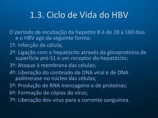1.3. Ciclo de Vida do HBV O período de incubação da hepatite B é de 28 a 160 dias e o HBV age da seguinte forma: 1º: Infecção da célula; 2º: Ligação com o hepatócito através da glicoproteína de superfície pré-S1 e um receptor do hepatócito; 3º: Ataque à membrana das células; 4º: Liberação do conteúdo de DNA viral e de DNA polimerase no núcleo das células; 5º: Produção de RNA mensageiro e de proteínas; 6º: Formação de cópias do vírus; 7º: Liberação dos vírus para a corrente sanguínea. 