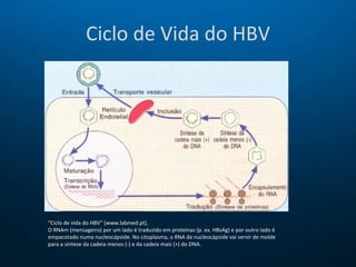 Ciclo de Vida do HBV “ Ciclo de vida do HBV” [www.labmed.pt]. O RNAm (mensageiro) por um lado é traduzido em proteínas (p. ex. HBsAg) e por outro lado é empacotado numa nucleocápside. No citoplasma, o RNA da nucleocápside vai servir de molde para a síntese da cadeia menos (-) e da cadeia mais (+) do DNA. 