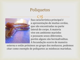Sua característica principal é
a apresentação de muitas cerdas,
que são encontradas na parte
lateral do corpo. A maioria
vive em ambiente marinho
e possuem sexos diferentes,
porém alguns são hermafroditas.
A fecundação ocorre de maneira
externa e estão próximos ao grupo dos moluscos, podemos
citar como exemplo de poliquetos as minhocas marinhas.
Poliquetos
 