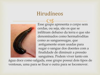 Esse grupo apresenta o corpo sem
cerdas, ou seja, são os que se
infiltram debaixo da terra e que são
denominados como hermafroditas
como as sanguessugas, que
antigamente eram usadas para
sugar o sangue dos doentes com a
finalidade de diminuir a pressão
sanguínea. Podem viver tanto em
água doce como salgada, esse grupo possui dois tipos de
ventosas, uma para se fixar e outra para se locomover.
Hirudíneos
 
