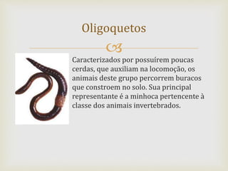 
Caracterizados por possuírem poucas
cerdas, que auxiliam na locomoção, os
animais deste grupo percorrem buracos
que constroem no solo. Sua principal
representante é a minhoca pertencente à
classe dos animais invertebrados.
Oligoquetos
 