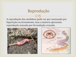 A reprodução dos anelídeos pode ser por assexuada por
bipartição ou brotamento, mas a maioria apresenta
reprodução sexuada por fecundação cruzada.
Reprodução
 