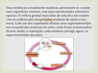 
Duas minhocas sexualmente maduras aproximam-se e unem
suas superfícies ventrais, com suas extremidades anteriores
opostas. O orifício genital masculino de uma fica em contato
com os orifícios dos receptáculos seminais da outra e vice-
versa. Cada um dos copulantes elimina seus espermatozóides
nos receptáculos seminais do outro, onde ficam armazenados.
Ocorre, então, a separação; cada minhoca carrega, agora, os
espermatozóides da outra.
 