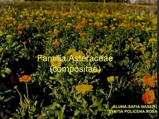 ALUNA:SAFIA NASER ; SYNTIA POLICENA ROSA Família Asteraceae (compositae) 