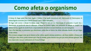 Como afeta o organismo
A doença de chagar possui duas fazes: Aguda e Crônica. A fase aguda caracteriza-se pelo deslocamento do histiotropismo do
sistema fagócito monuclear para o sistema nervoso e para a celular musculares.
No lugar onde ocorreu a infecção há intensa reação inflamatória antes de uma disseminação do protozoário. A partir daí, a
disseminação vai produzindo áreas de inflamação multifocal em diversos órgãos, com predomínio da infecção no coração e no
sistema nervoso, seguido da miosite focal e comprometimento dos plexos nervosos intestinais, nos casos mais graves.
Com o fim dessa fase, os protozoários que sobreviveram, podem ficar no interior das células infectadas, fazendo com que chegue
na fase crônica.
Nós só iremos conseguir notar que já estamos na fase crônica, quando sintomas persistirem e não forem tratados, a doença pode
evoluir para a fase crônica, porém somente após a fase de remissão, podem demorar anos para que outros sintomas apareçam. Não
esta comprovada à cura por medicamentos da Doença de chagas.
 