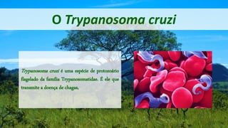 O Trypanosoma cruzi
Trypanosoma cruzi é uma espécie de protozoário
flagelado da família Trypanosomatidae. É ele que
transmite a doença de chagas,
 