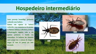 Hospedeiro intermediário
Inseto percevejo hematófago, geralmente
conhecido como barbeiro.
Existem três espécies do barbeiro
conhecidas como transmissoras do parasita:
1.Triatoma infestans, 2.Rhodnius prolixus e
3.Panstrongylus megistus, todas as três
espécies pertencem à família dos
triatomídeos. Os barbeiros são chamados
assim porque tem o costume de chupar o
sangue do rosto de pessoas que estão
dormindo.
1
2
3
 