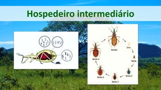 Hospedeiro intermediário
 