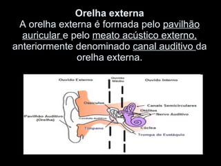 Orelha externa A orelha externa é formada pelo  pavilhão auricular  e pelo  meato acústico externo,  anteriormente denominado  canal auditivo  da orelha externa. 