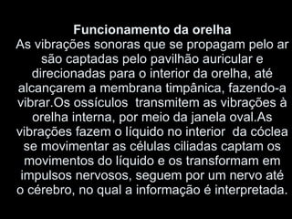 Funcionamento da orelha As vibrações sonoras que se propagam pelo ar são captadas pelo pavilhão auricular e direcionadas para o interior da orelha, até alcançarem a membrana timpânica, fazendo-a vibrar.Os ossículos  transmitem as vibrações à orelha interna, por meio da janela oval.As vibrações fazem o líquido no interior  da cóclea se movimentar as células ciliadas captam os movimentos do líquido e os transformam em impulsos nervosos, seguem por um nervo até o cérebro, no qual a informação é interpretada. 