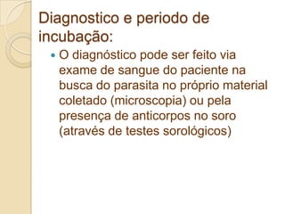 Diagnostico e periodo de
incubação:
 O diagnóstico pode ser feito via
exame de sangue do paciente na
busca do parasita no próprio material
coletado (microscopia) ou pela
presença de anticorpos no soro
(através de testes sorológicos)
 