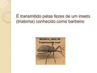 É transmitido pelas fezes de um inseto
(triatoma) conhecido como barbeiro
 