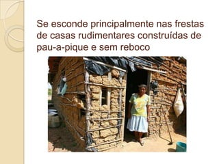 Se esconde principalmente nas frestas
de casas rudimentares construídas de
pau-a-pique e sem reboco
 