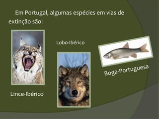 Em Portugal, algumas espécies em vias de
extinção são:
Lince-Ibérico
Lobo-Ibérico
 