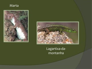 Marta
Lagartixa-da-
montanha
 