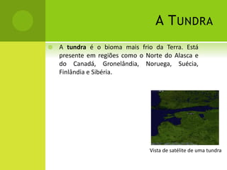 A TUNDRA
 A tundra é o bioma mais frio da Terra. Está
presente em regiões como o Norte do Alasca e
do Canadá, Gronelândia, Noruega, Suécia,
Finlândia e Sibéria.
Vista de satélite de uma tundra
 
