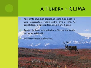 A TUNDRA - CLIMA
 Apresenta invernos pequenos, com dias longos e
uma temperatura média entre -8ºC e -4ºC. As
quantidades de precipitação são muito baixas.
 Apesar da baixa precipitação, a Tundra apresenta
um aspecto húmido.
 Existem charcos e pântanos.
 