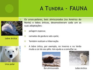 A TUNDRA - FAUNA
 Os ursos-polares, bois almiscarados (na América do
Norte) e lobos árticos, desenvolveram cada um as
suas adaptações:
 pelagem espessa;
 camadas de gordura sob a pele;
 Também realizam a hibernação.
 A lebre ártica, por exemplo, no Inverno e no Verão
muda a cor do seu pêlo. Isto ajuda-a a camuflar-se.
Lebre árctica
Urso polar
Boi almiscarado Lobo árctico
 