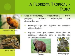 A FLORESTA TROPICAL -
FAUNA
 Mico-leão-dourado, onça-pintada, bicho-
preguiça, capivara. Adaptações que
desenvolveram:
 Estômago largo para digestão dos alimentos
difíceis de digrir
 Algumas aves que comem folhas têm um
estômago adaptado para a digestão não
atrapalhar o seu voo.
Mico-leão-dourado
Onça pintada
Bicho preguiçaCapivara
 