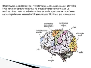 O Sistema sensorial consiste nos receptores sensoriais, nos neurônios aferentes,
e nas partes do cérebro envolvidas no processamento da informação. Os
sentidos são os meios através dos quais os seres vivos percebem e reconhecem
outros organismos e as características do meio ambiente em que se encontram
 
