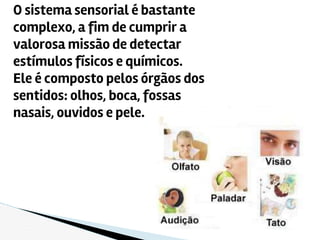 O sistema sensorial é bastante
complexo, a fim de cumprir a
valorosa missão de detectar
estímulos físicos e químicos.
Ele é composto pelos órgãos dos
sentidos: olhos, boca, fossas
nasais, ouvidos e pele.
 